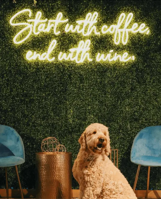start with coffee end with wine
